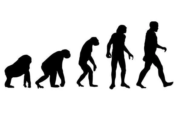 Human Evolution 