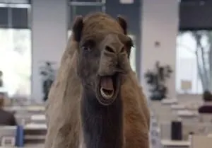 Hump Day Camel 