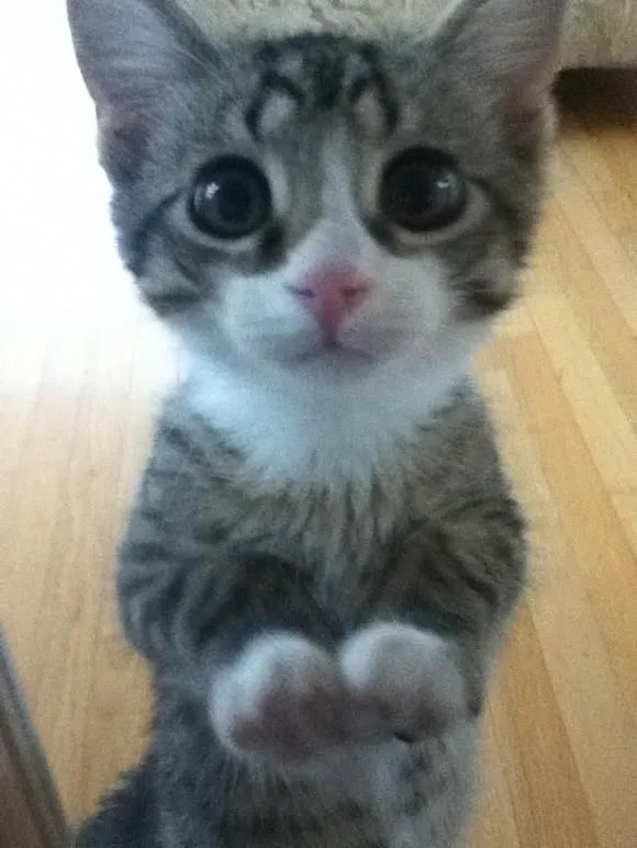 I just want friends who love cats, drink copious amounts of wine 
