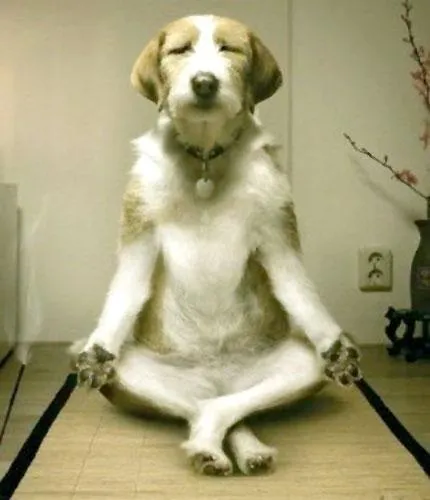 Inner Peace Dog 