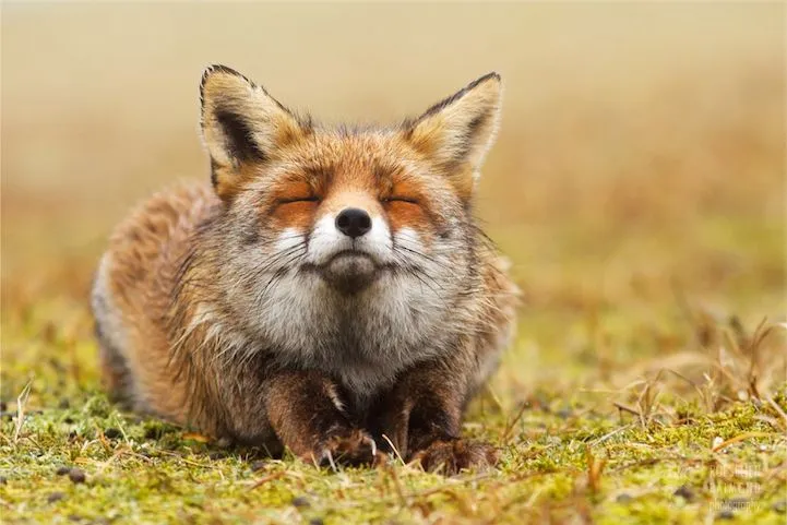 Inner Peace Fox 