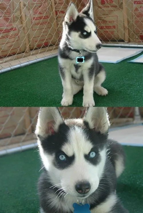 Insanity Puppy