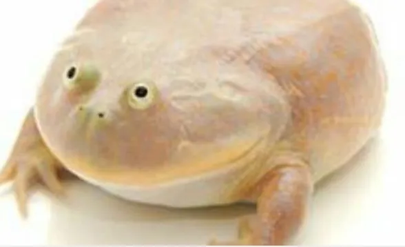 It's Wednesday my dudes 
