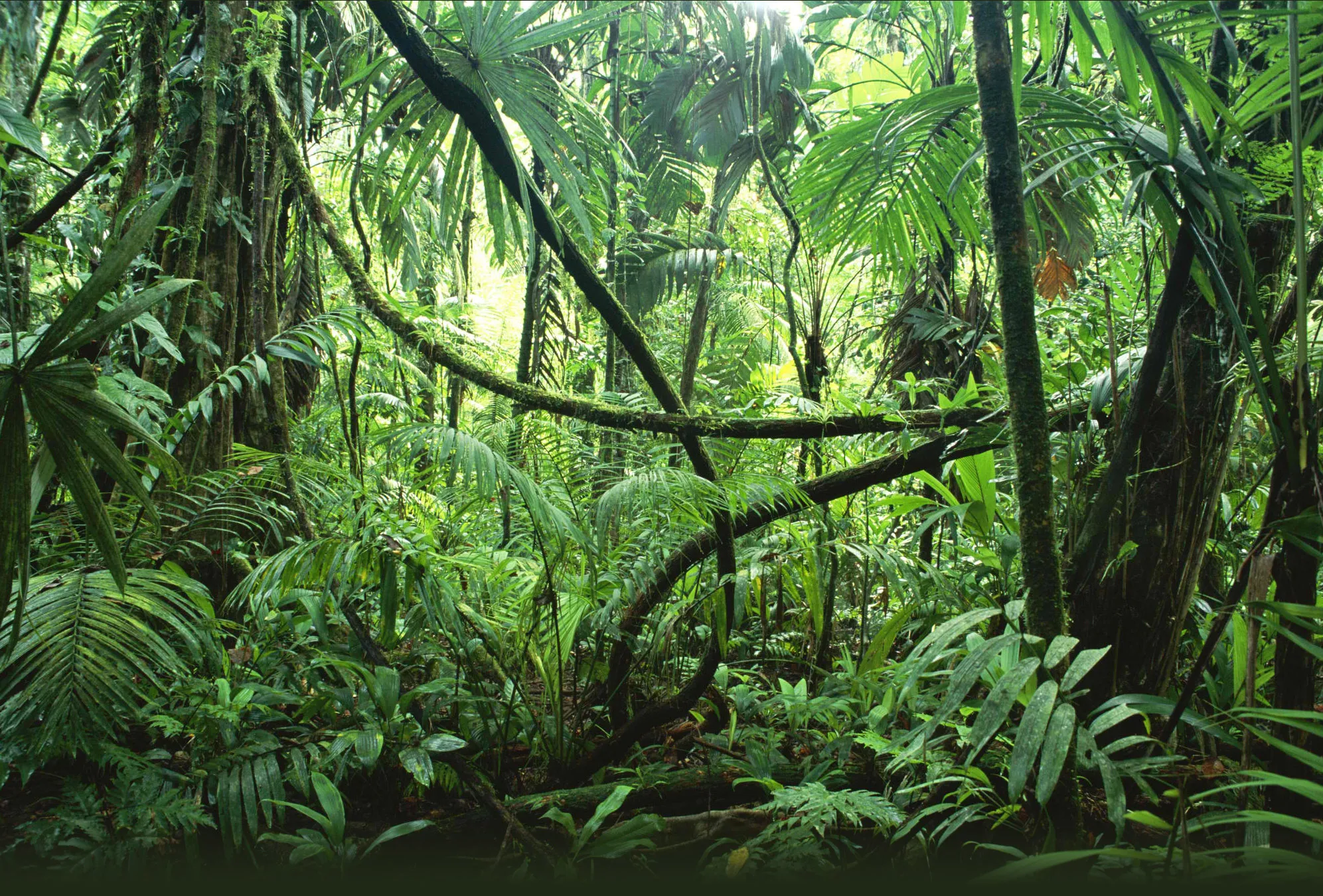 Jungle 