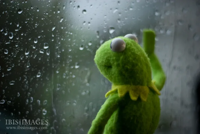 Kermit the frog rainy day 