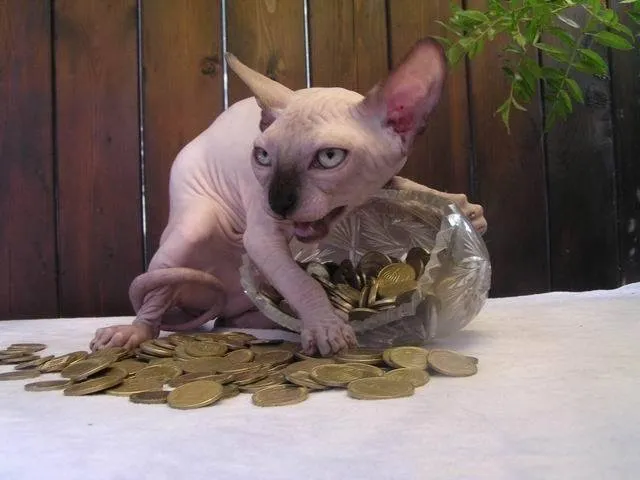 Khajiit has coin 