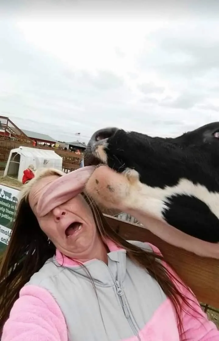 Kissing Cow 