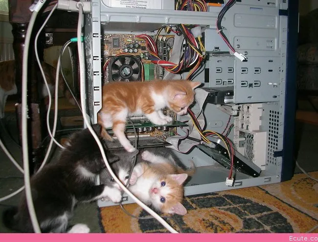 Kittens fixing a computer 