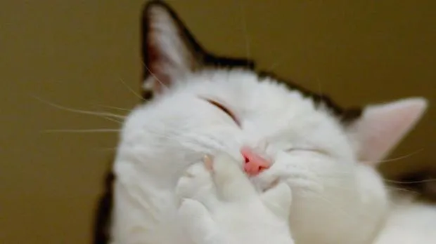 Laughing Cat 