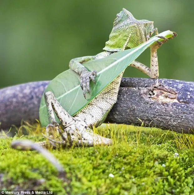 Lizard Music 