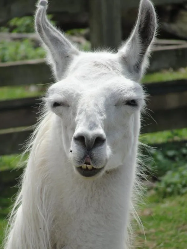 Llama glare 
