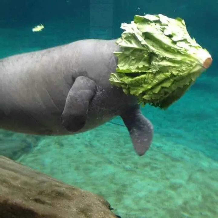 Manatee Lettuce Faceplant 