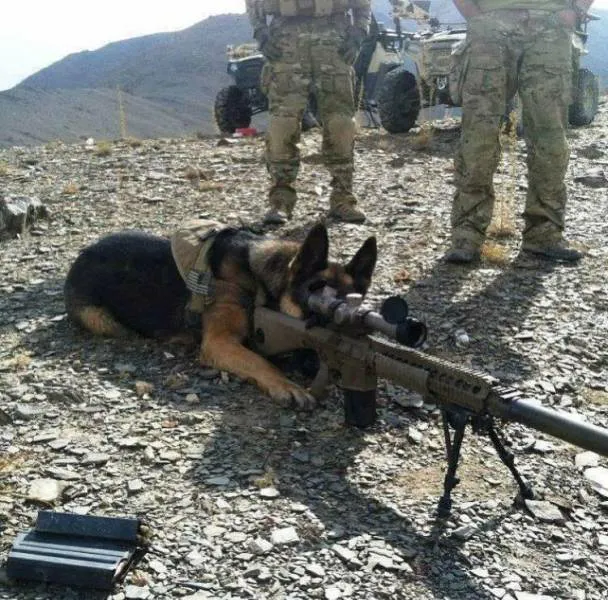 Military dog with gun tripod 