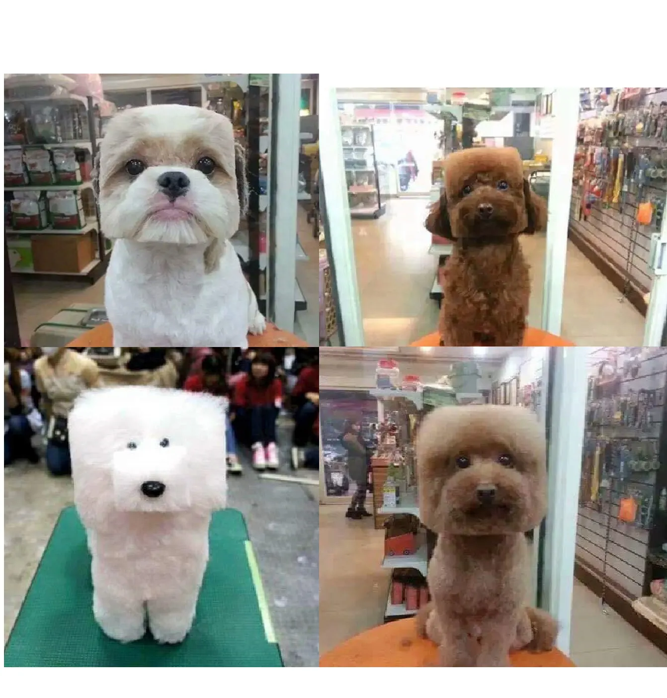 Mincraft Dogs IRL 