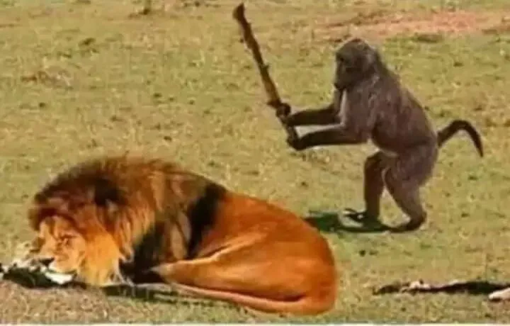 Monkey lion 