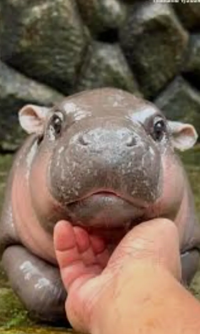 Moo Deng looking cute