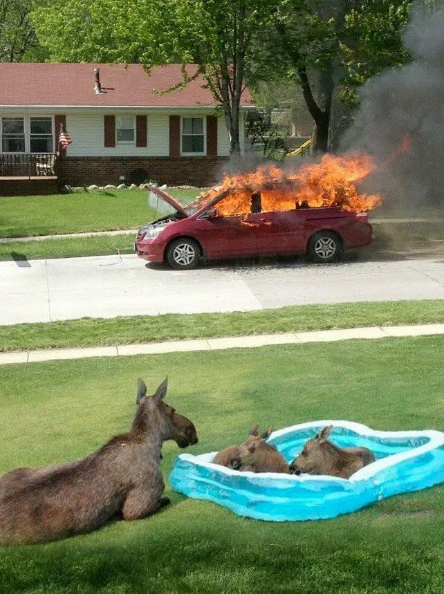 Moose watching car fire 