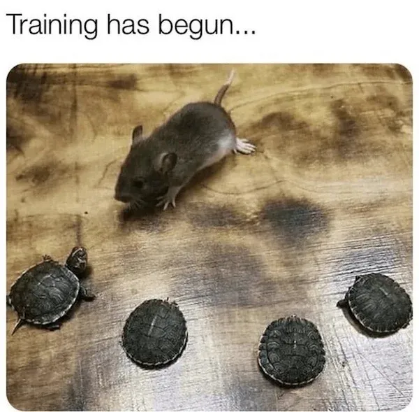 Ninja Turtles 