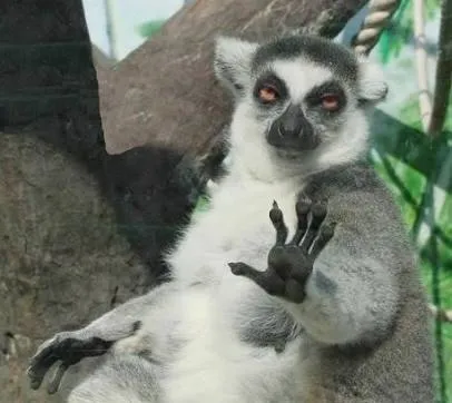 No thanks lemur 