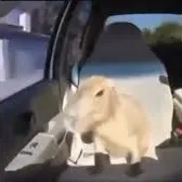 Ok I pull up capybara 