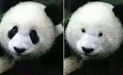 PANDA SIN RIMEL 