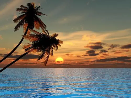 Palm trees, sunset 