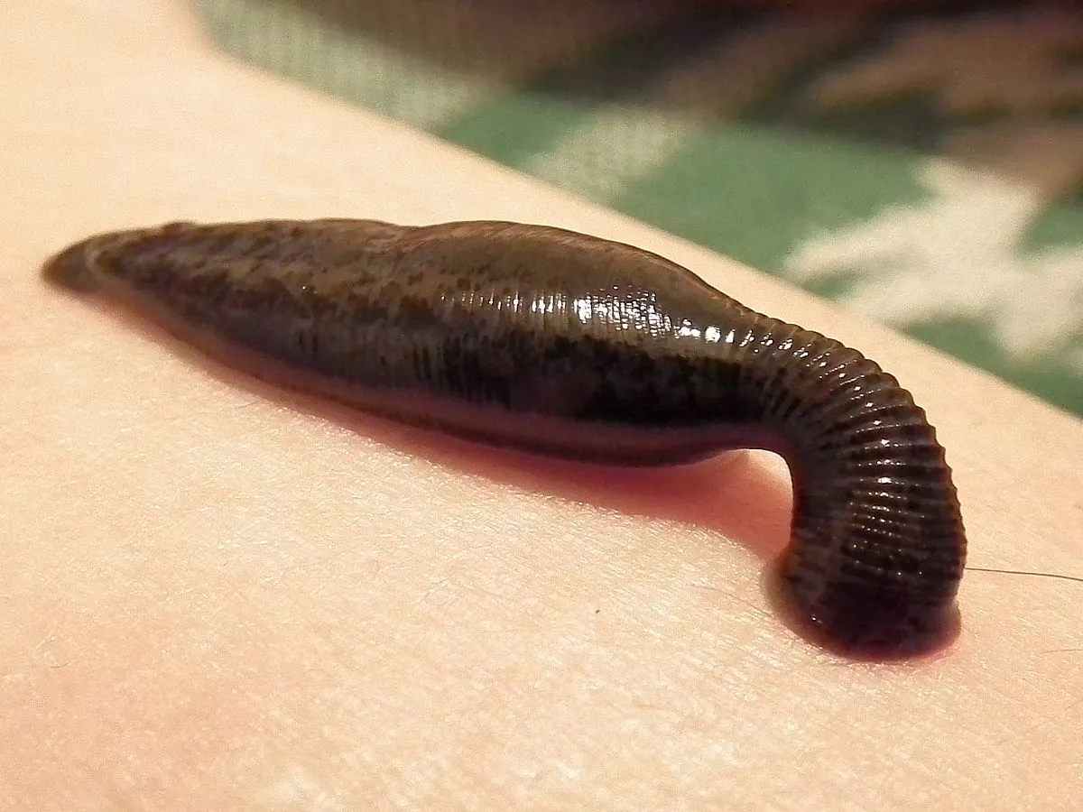 Parasite 