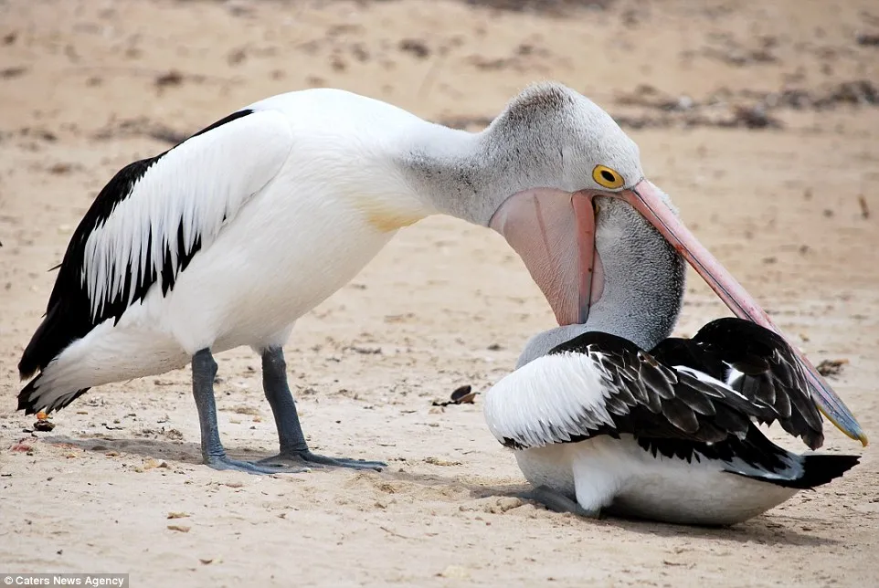 Pelican Checkup 