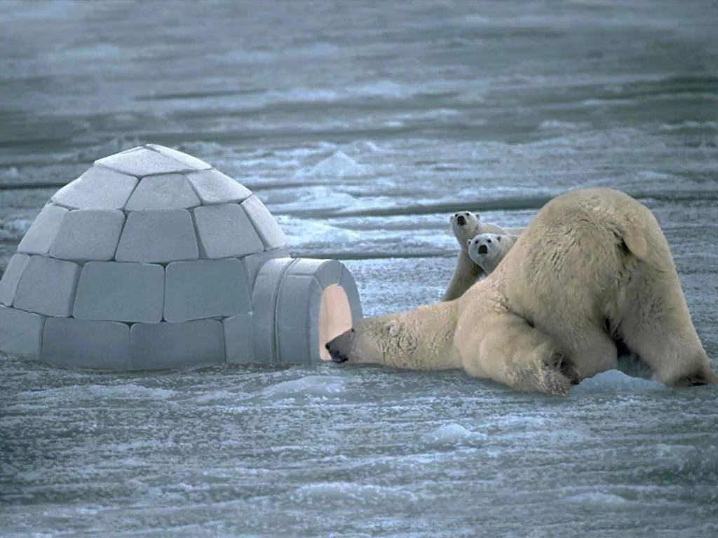 Polar Bear Igloo 