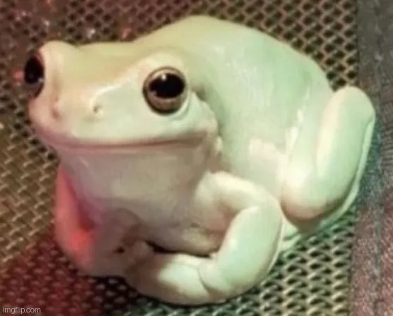 Polite frog 