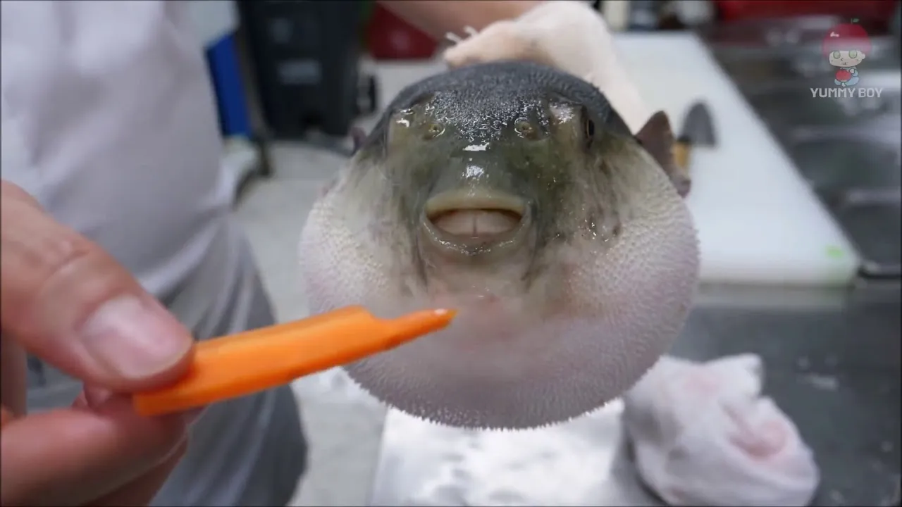Puffer fish eating a carrot 