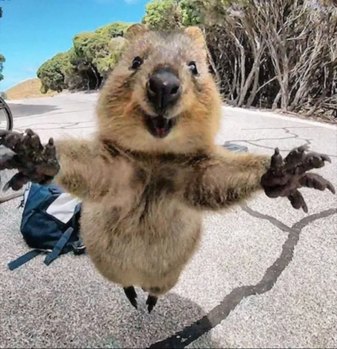 Quokka I love you 