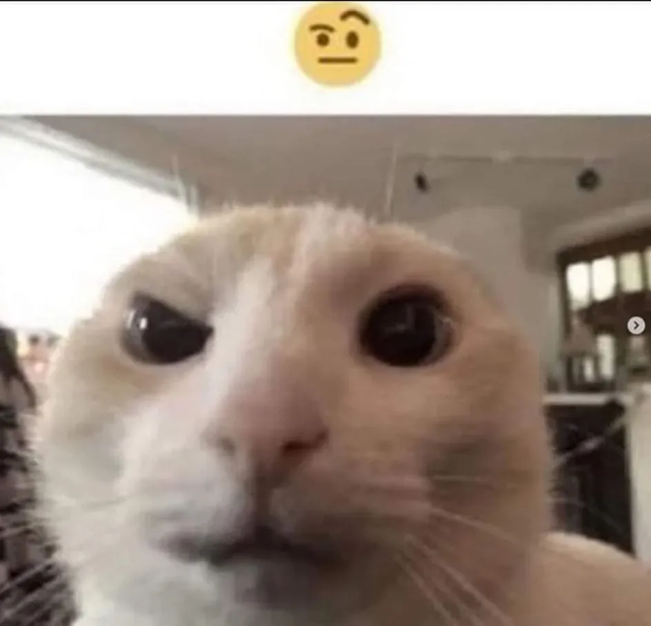 Raised eyebrow cat 