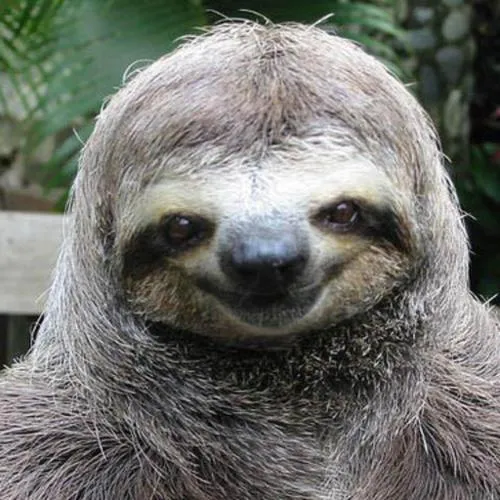 Rape Sloth 