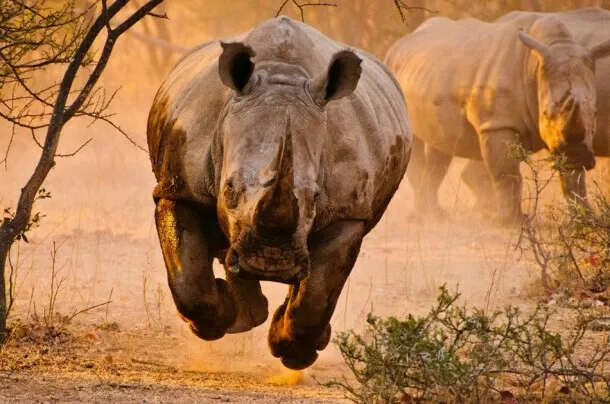 Rhino 