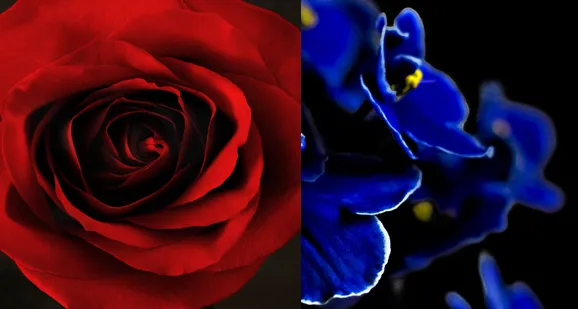 Roses are Red, Violets are Blue. 