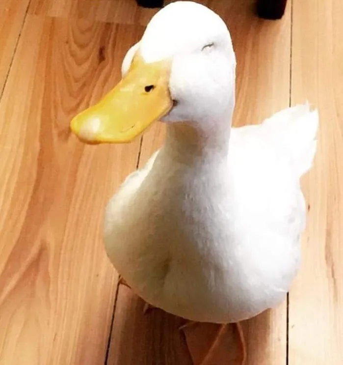 SMILE DUCK 