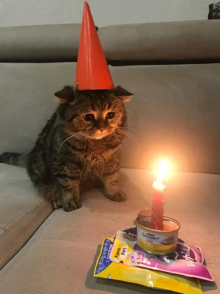 Sad Birthday Cat 