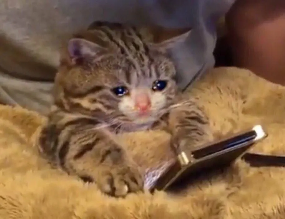 Sad cat phone 