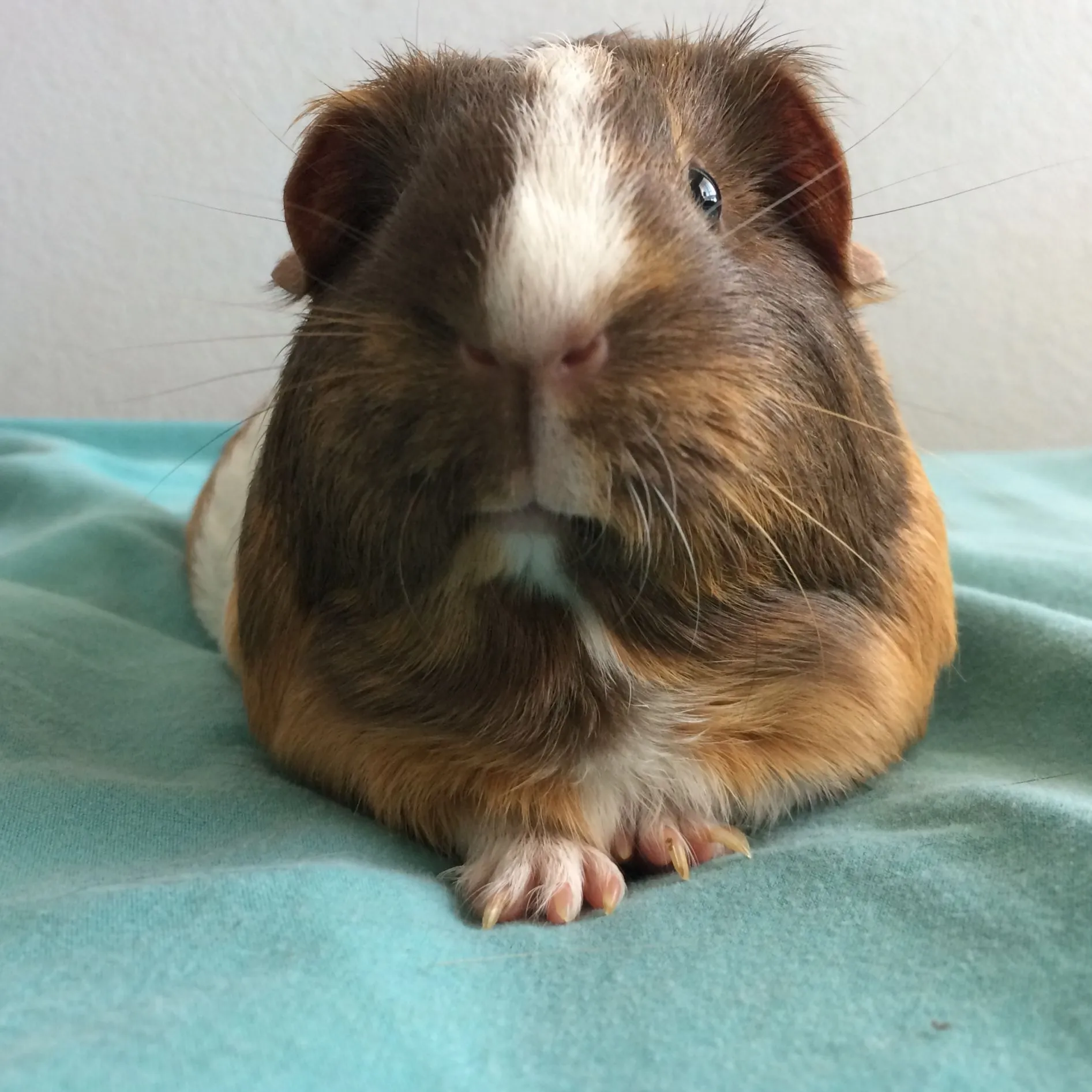 Sarcastic guinea pig 