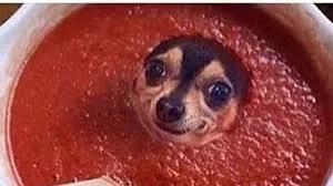 Sauce it up pupper 