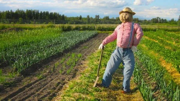 Scarecrow in field 