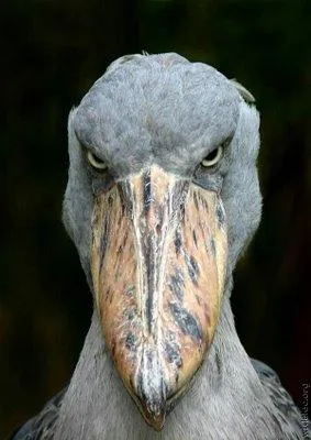 Scary bird 