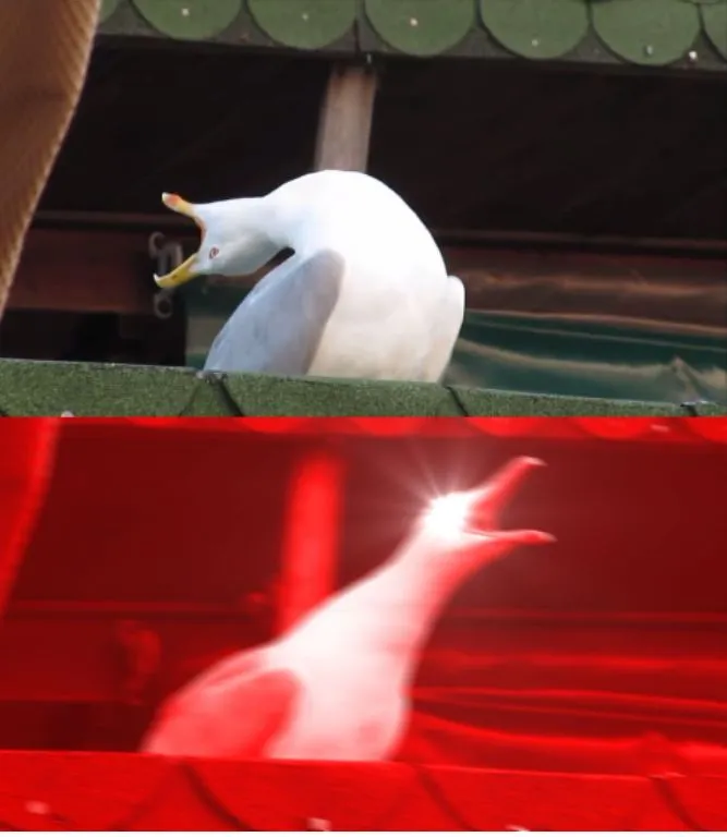 Screamin seagull 