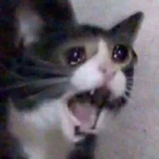 Screaming Cat meme 