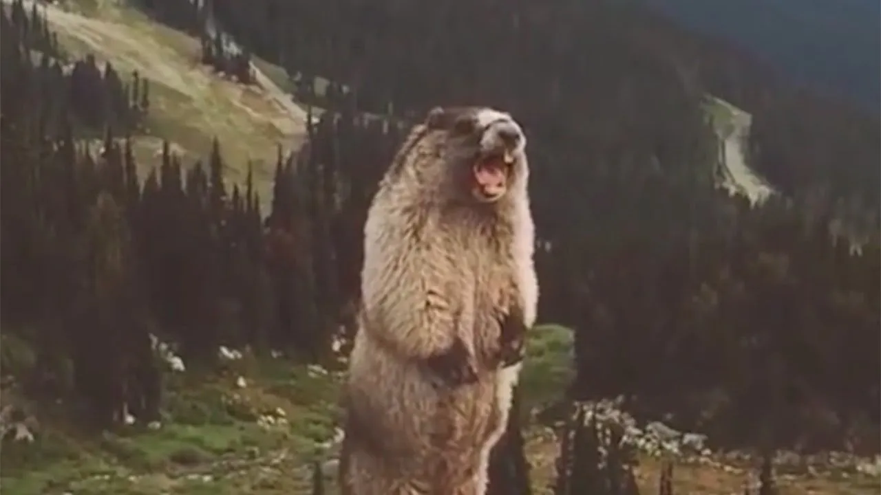Screaming Marmot 