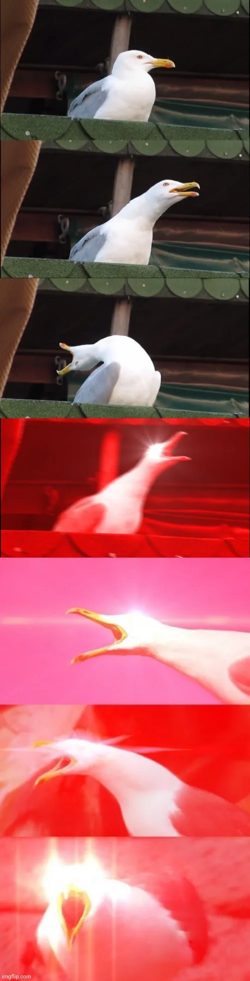 Screaming seagull 
