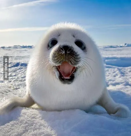 Seal of Approval 
