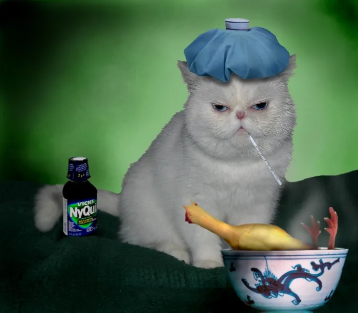 Sick Cat 