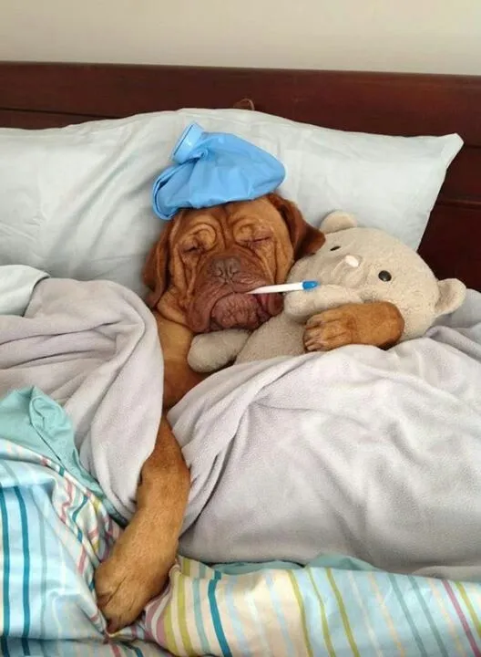Sick Dog 
